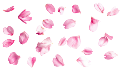 PNG Cherry blossom petals background delicate flower.