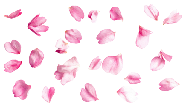 PNG Cherry blossom petals background delicate flower. - Powered by Adobe