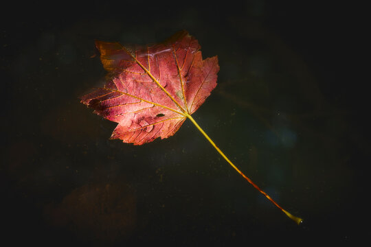 Autumn leaf in vibrant colors in natural sunlight floating on water surface in forest during fall