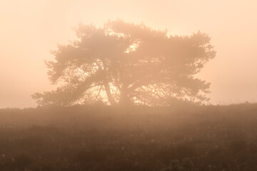 Silhouette of a large tree where the sun rises low on the horizon in the early morning and gives a beautiful mood