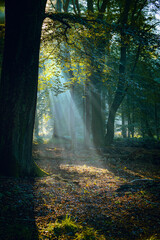 Sunny magical landscape in the rays of the rising sun in the morning time.