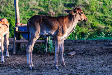 Calf, ox, cattle