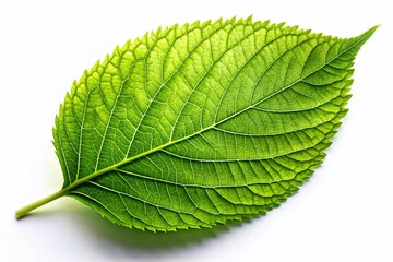 Obraz premium Vibrant Green Leaf Isolated on White Background - High-Resolution Stock Photo