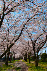 春爛漫の小道