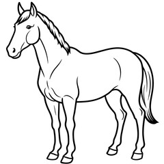 horse illustration