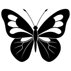 butterfly illustration