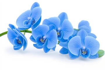 A Blue Orchid flower, isolated on a white background. Generative AI