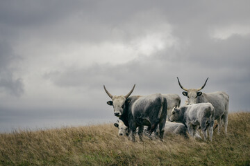 Magyar szurke gray cows with long horns on a pasture.