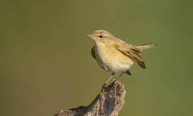 Common chiffchaff -  in autumn at a wet forest 
