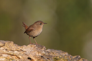 Eurasian Wren - in autumn at a wet forest