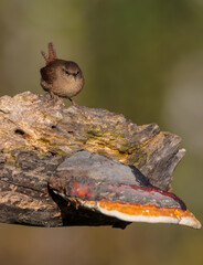Eurasian Wren - in autumn at a wet forest