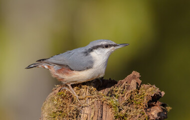 Eurasian nuthatch - in autumn at a wet forest