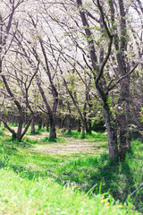 日本の春の風景、桜の花びらが舞う
