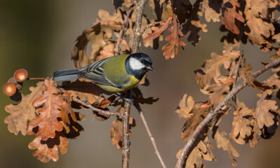 Great tit in autumn at a wet forest