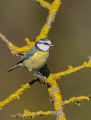 Eurasian Blue Tit - at a wet forest  in autumn