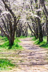 日本の春の風景、桜の花びらが舞う、幸せな場所