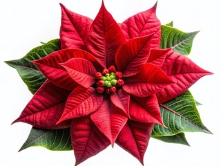 Vibrant Red Poinsettia Christmas Flower Close-up Macro Shot