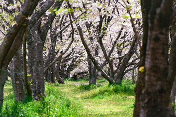 日本の春の風景、桜の花びらが舞う、幸せな場所