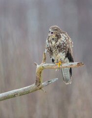 Common Buzzard in winter at a wet forest