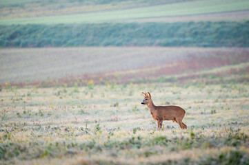 roe buck in the mist at sunrise