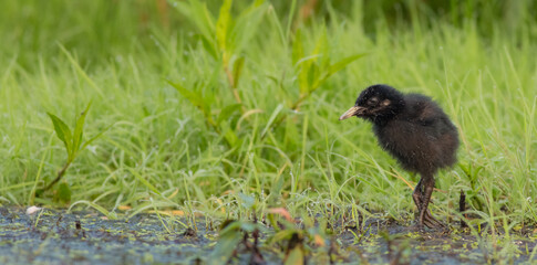 Water Rail - Rallus aquaticus - one week old chick feeding at a wetland