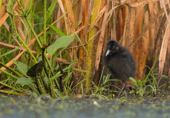 Water Rail - Rallus aquaticus - one week old chick feeding at a wetland