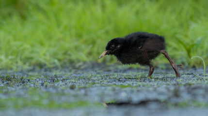 Water Rail - Rallus aquaticus - one week old chick feeding at a wetland