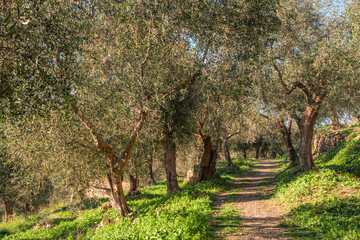 Olive Terrace in Liguria with Yellow Crates During Harvest Season