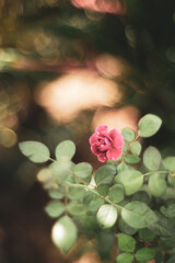  regions with warm, sunny days and cool nights, such as the Rose Valley in Bulgaria and the Isphahan region in Iran.   
The harvest of Damask Roses is a time-honored tradition, typically taking place 