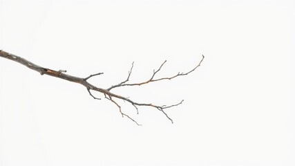Fototapeta premium A single, weathered tree branch against a white backdrop