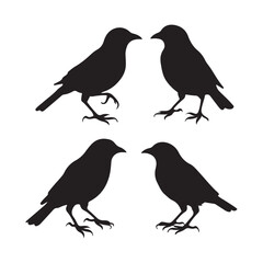 crow and birds