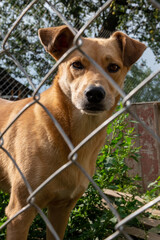 Dog in animal shelter waiting for adoption. Portrait of homeless dog in animal shelter cage. Sad animal shelter dog.