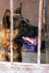 Dog in animal shelter waiting for adoption. Portrait of homeless dog in animal shelter cage. Sad animal shelter dog.