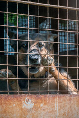 Dog in animal shelter waiting for adoption. Portrait of homeless dog in animal shelter cage. Sad animal shelter dog.