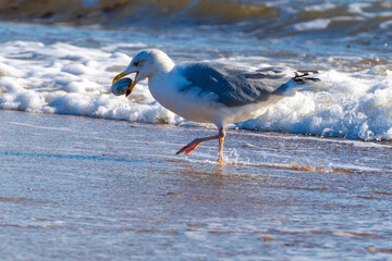 Silbermöwe, larus argentatus, mit einer erbeuteten Muschel im Schnabel, Schleswig-Holstein