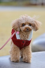 石の上にもトイ・プードル