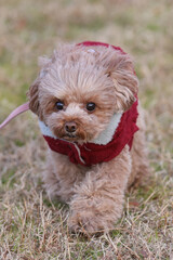 赤い服を着て散歩をするトイ・プードル