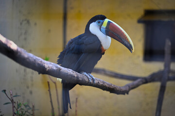 Black toucan in the Sparrow Bird Park