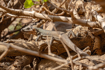 A lizard is on a log in the woods