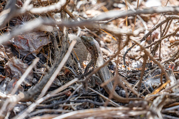 A lizard is in the middle of a bush