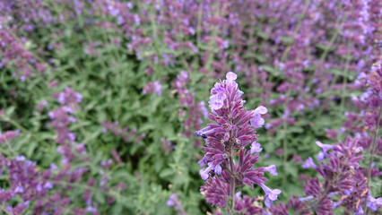 Close-up of purple lavender flowers