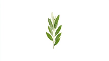 Fototapeta premium Single olive branch with leaves and buds on white background.
