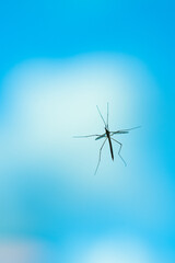 Tipuloidea Crane fly resting on a window.