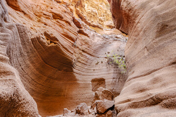 A narrow canyon with a small plant growing in it