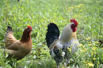 A rooster and hen roaming freely in nature, embodying the beauty and simplicity of rural life and natural wildlife.