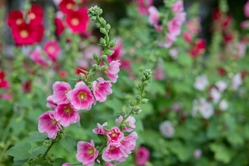 Flowering common hollyhock (Alcea rosea) plants with dark red flowers in summer garden
