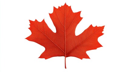 Single red maple leaf isolated on white.