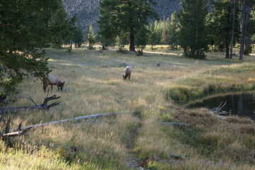 Yellowstone National Park