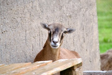 friedliche ziege, die nahe einer rustikalen wand in einer deutschen landschaft ruht, umgeben von natur