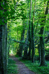 Enchanted Forest Pathway in Poland.  A peaceful trail through a lush green forest in Poland, featuring towering trees covered in ivy and dappled sunlight filtering through the canopy.